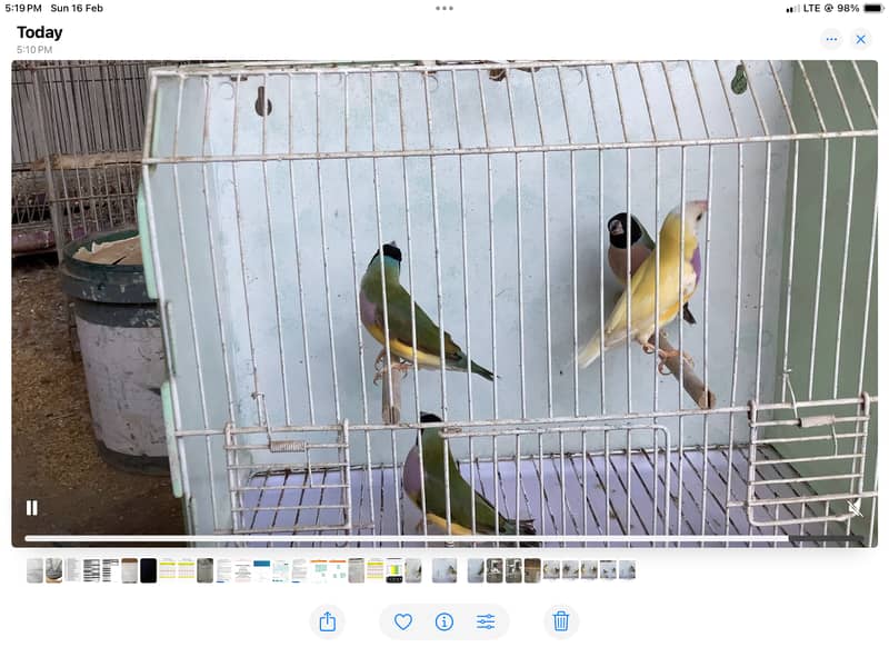 Guldian Finch Breader pairs 2