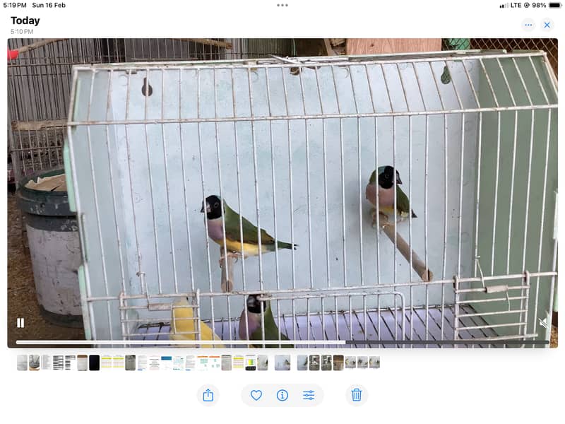 Guldian Finch Breader pairs 4