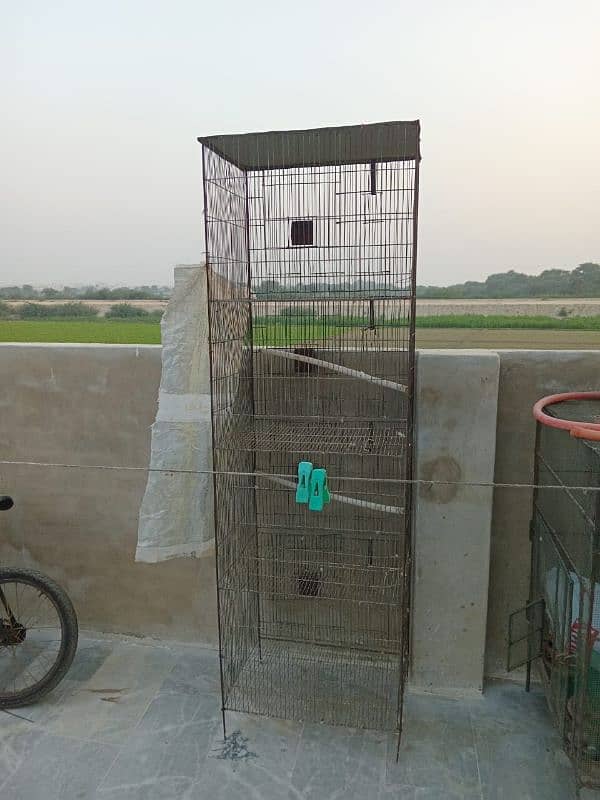 parrot pair and cages for sell 0