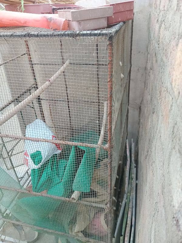 parrot pair and cages for sell 3