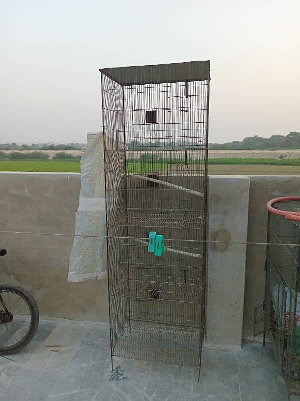 parrot pair and cages for sell 4