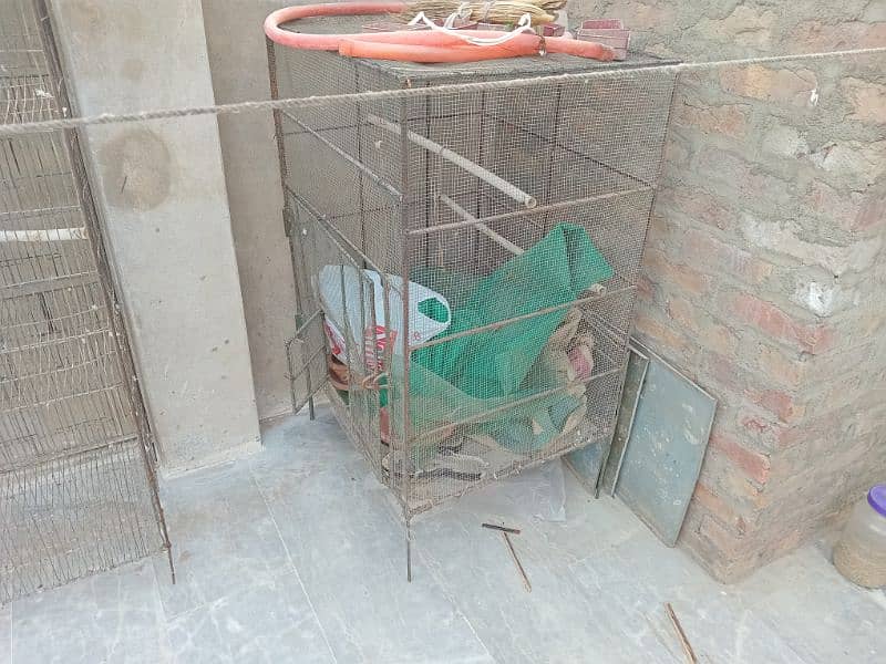 parrot pair and cages for sell 6