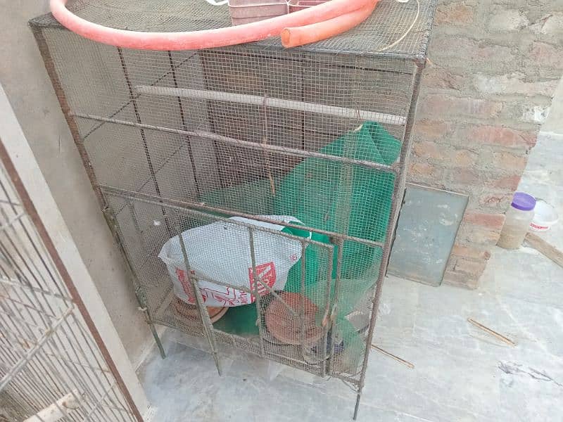 parrot pair and cages for sell 7