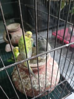 Budgies