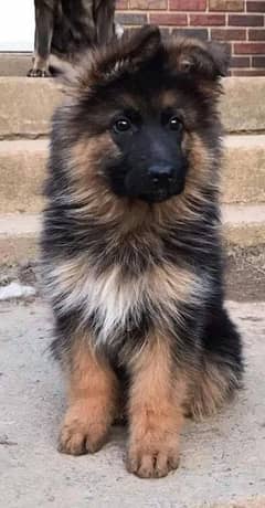 German shepherd puppies Double Coat My WhatsApp number 03001868066