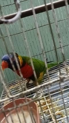 red lory