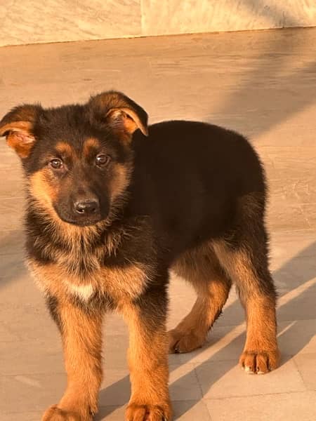 German Shehpherd Puppy for sale 1