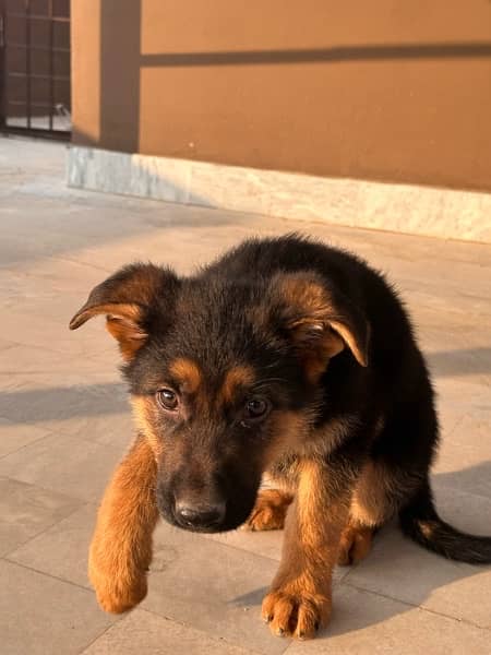 German Shehpherd Puppy for sale 2