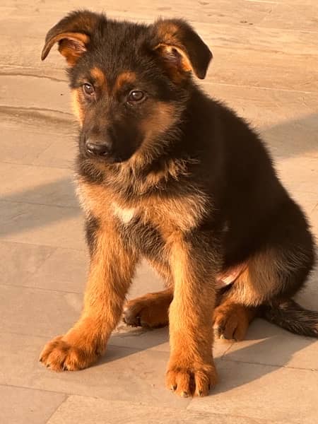 German Shehpherd Puppy for sale 3