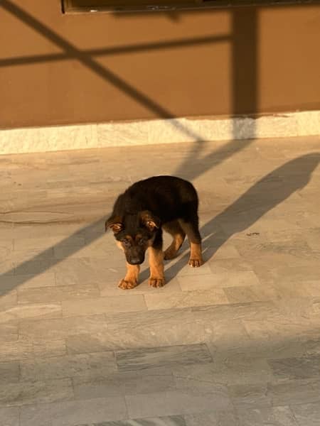 German Shehpherd Puppy for sale 4