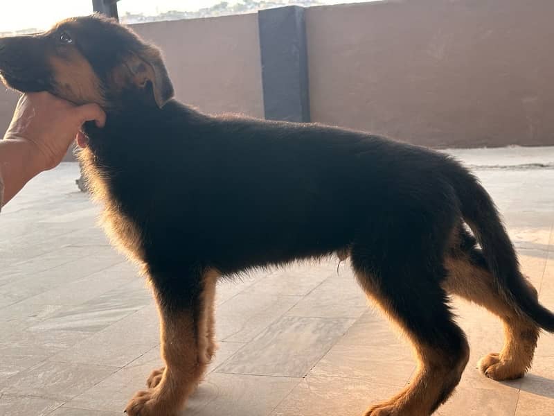 German Shehpherd Puppy for sale 0