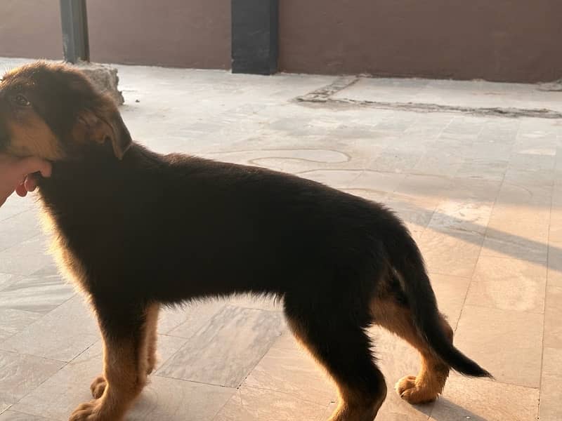 German Shehpherd Puppy for sale 5