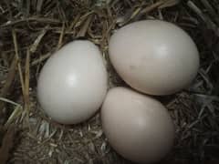 peacock eggs