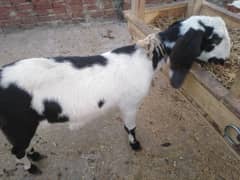 4 THAN WALI BAKRI || GOAT FOR SALE