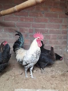 Golden Misri Hens urgent sell