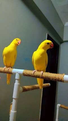 yellow ringneck full healthy and active pair