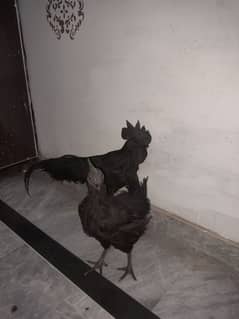 ayyam cemani