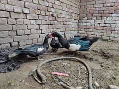 Muscovy duck pair