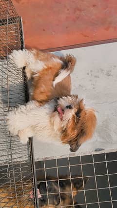 shih tzu puppy Shih Tzu Male / shihtzu female /Shihtzu male female pup