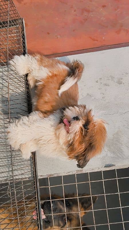 shih tzu puppy Shih Tzu Male / shihtzu female /Shihtzu male female pup 0