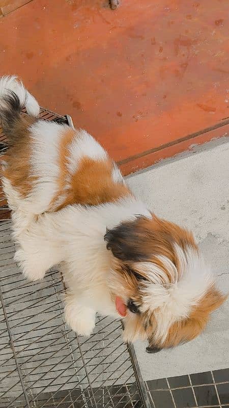 shih tzu puppy Shih Tzu Male / shihtzu female /Shihtzu male female pup 1