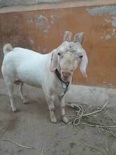 bakra