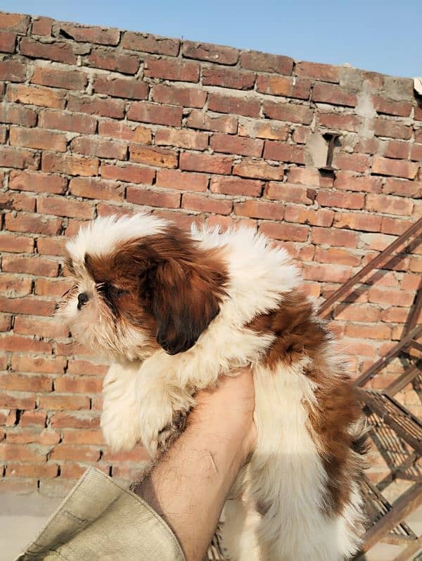 shih tzu puppy Shih Tzu Male / shihtzu female /Shihtzu male female pup 4