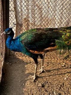 Peacock Male Adult 1 year 4 months of age