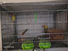 Lovebird, Cocktail Parrots