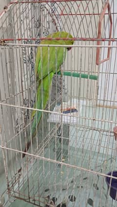 Green Ring Neck Parrot Female