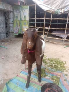 بکرا بکرے goat bakra