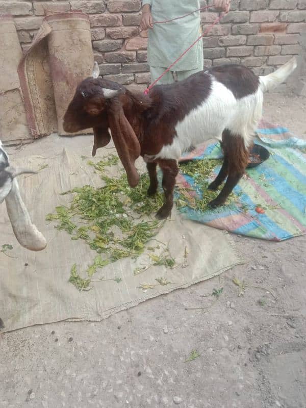 بکرا بکرے goat bakra 1