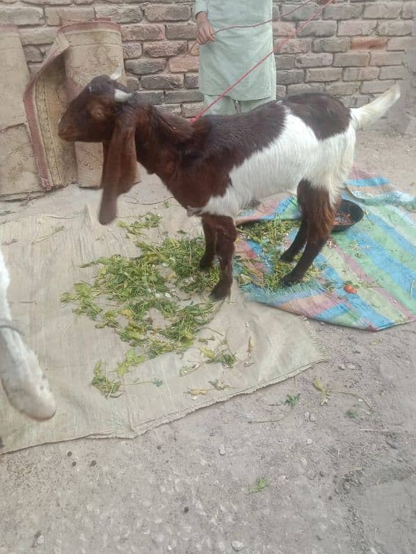 بکرا بکرے goat bakra 2