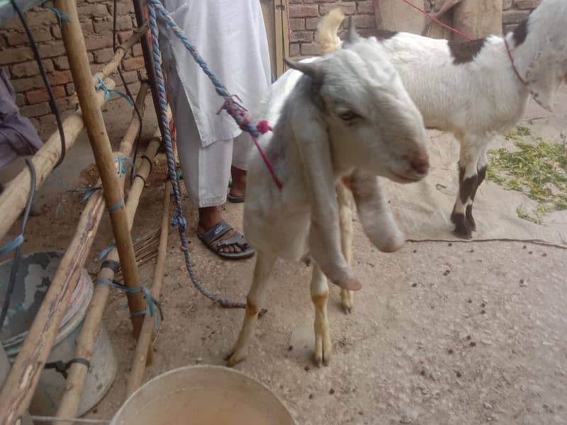 بکرا بکرے goat bakra 3