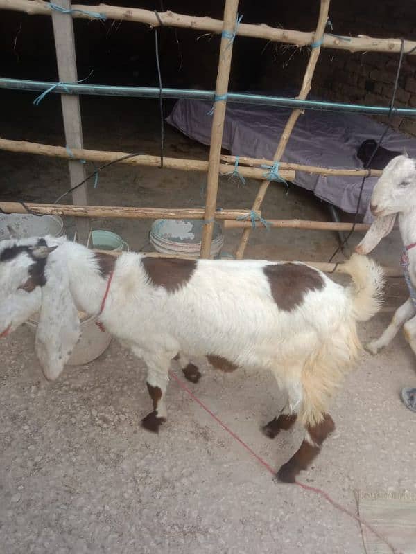 بکرا بکرے goat bakra 5