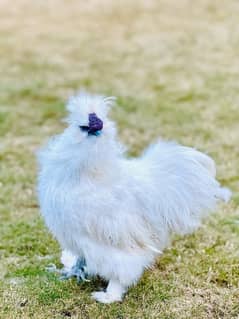 3 Silkie English Breed Hens For Sale Imported