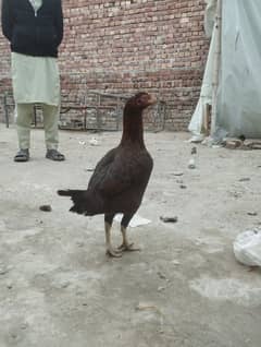 Pure Aseel Hen/Murgi/Female