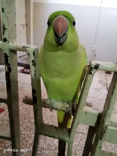 Parrot