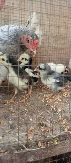 Aseel chicks for sale