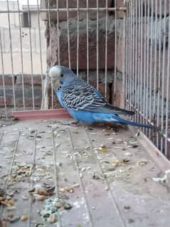 Asstaliyan parrot just 1 peace for sale blue colour