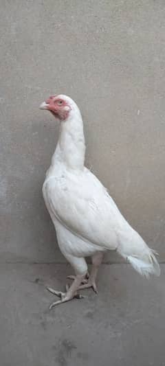 white Heera Aseel egg laying female