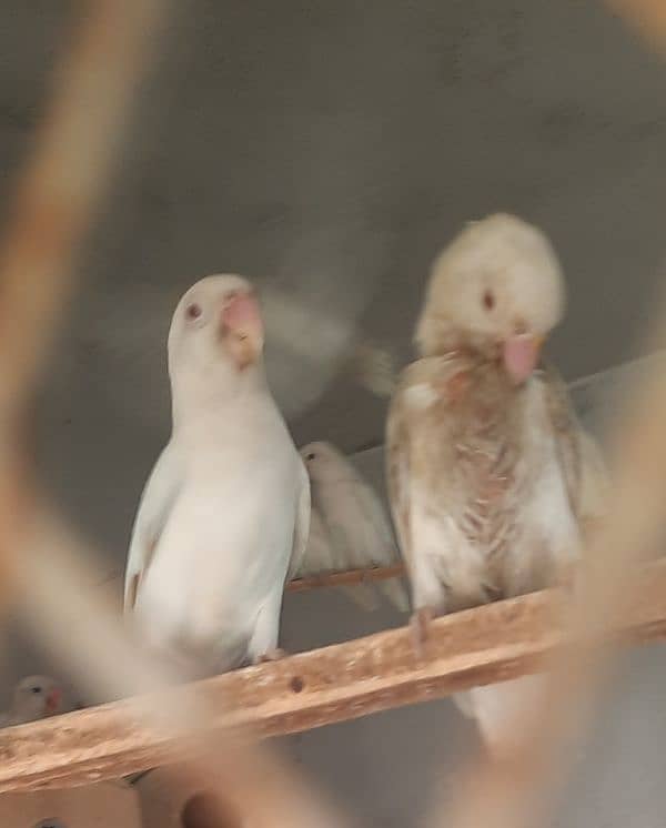 Albino red eyes pair 0