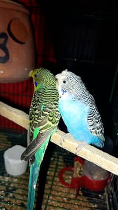 australian parrot pair / small parrot breeder