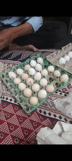 Chicks,eggs, & breeders