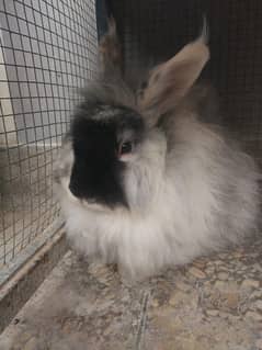 Rabbits for sale