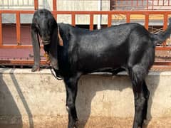 Beetal Black Bakra