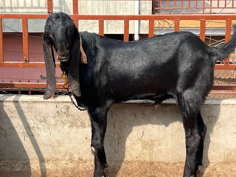 Beetal Black Bakra 0