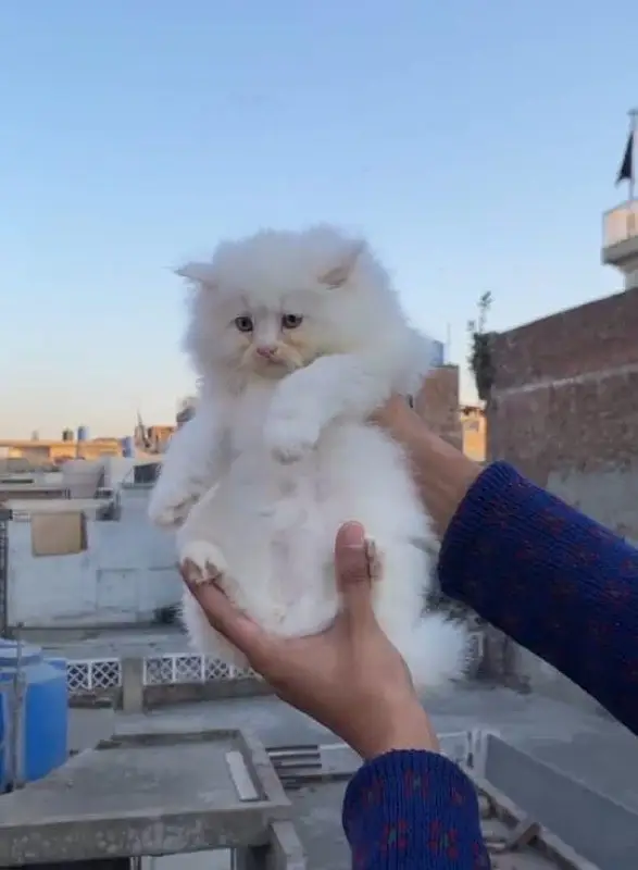 Persian kittens |triple Coated |Punch Face kittens | semi punch face| — photo 5
