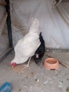 pure Desi urgent for sale pair