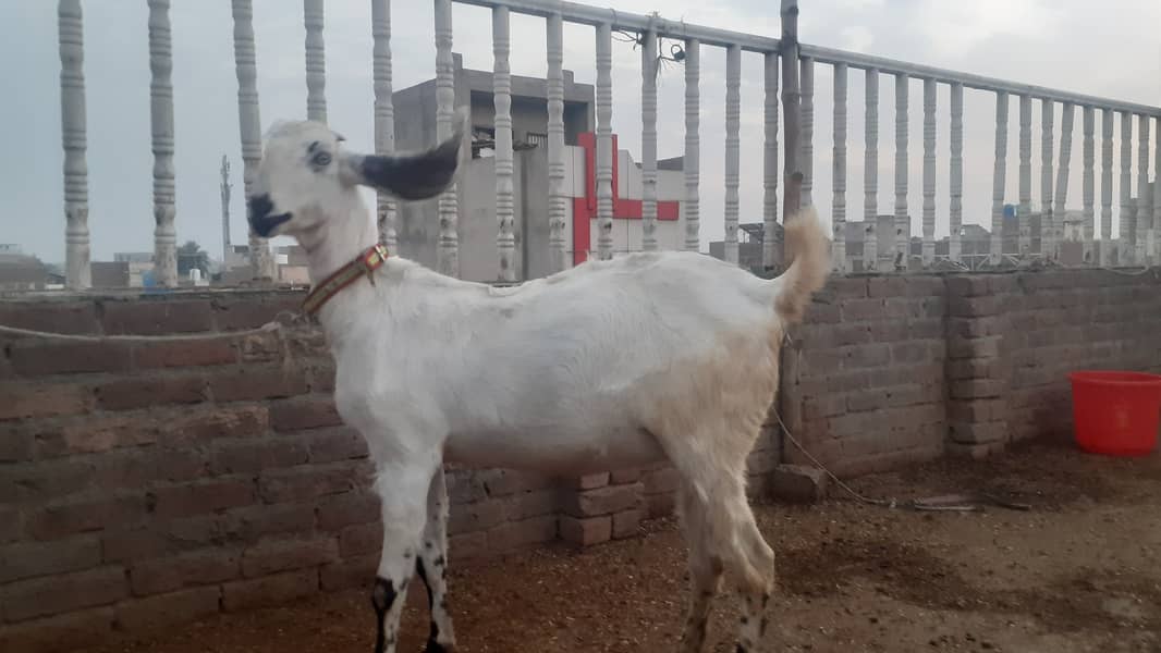 Pregnant Goat (4.5 Months) for Sale 2